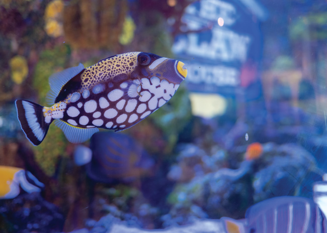 claw house clawhousedscf3739